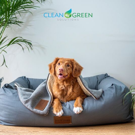 Pet friendly office carpet cleaning